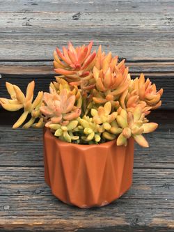 Live Succulent Plant in Terracotta Pot
