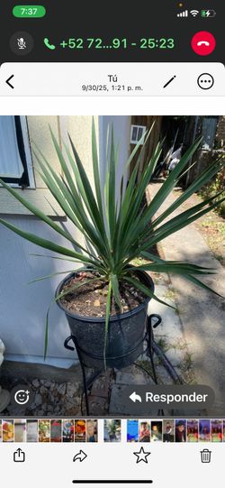 Plant