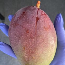 Large Mangoes 10 for $20