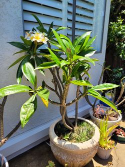 Plummeria plant