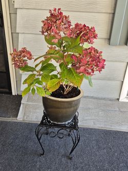Hydrangea Plant in a Ceramic Pot on a Beautiful Cast-metal stand