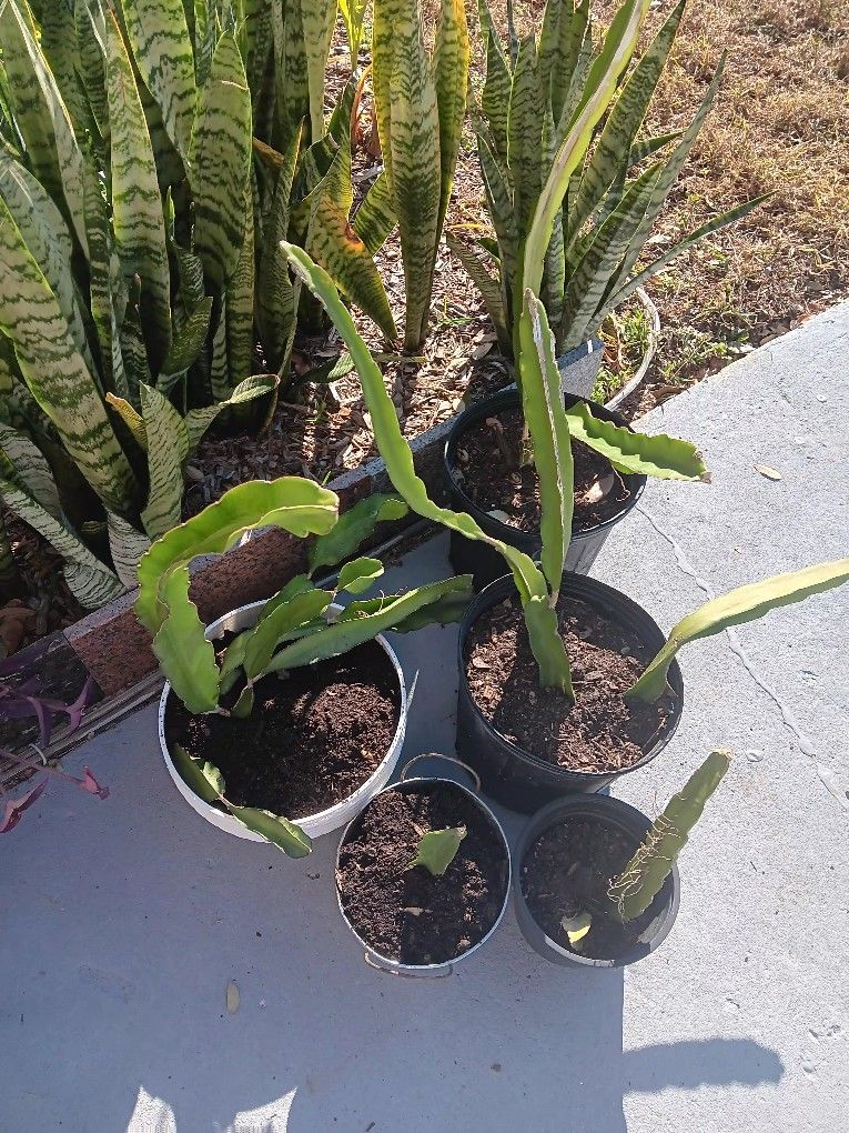Gorgeous Dragon Fruit - Pink Flesh