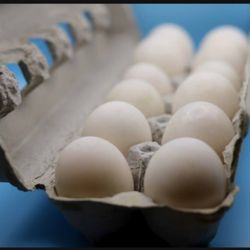 Duck Eggs 