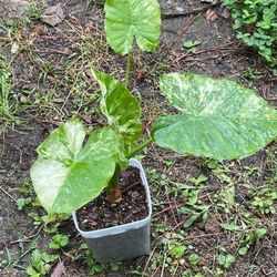 Variegated Alocasia Plant