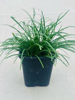 Chinese chives. Plants 🪴