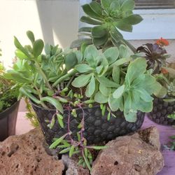 Succulents Pot Plants