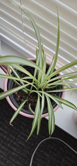 Spider Plant