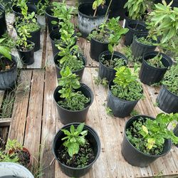 Plants.  Mango Avocado Lemon 