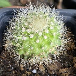 Cactus Pups and Succulents