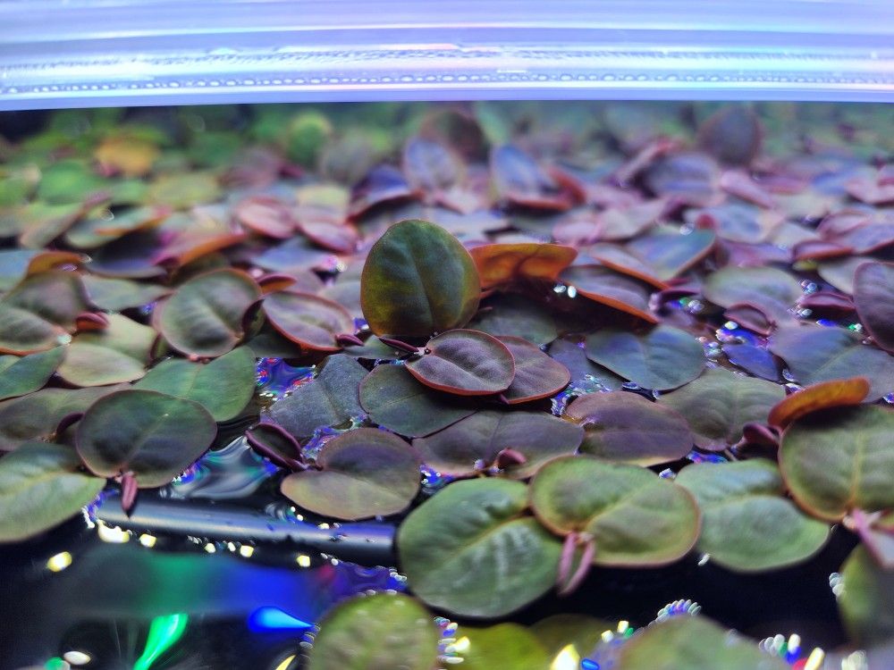 Red Root Floaters