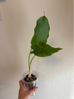 Alocasia Odora