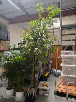 Cinnamon Trees for SALE
