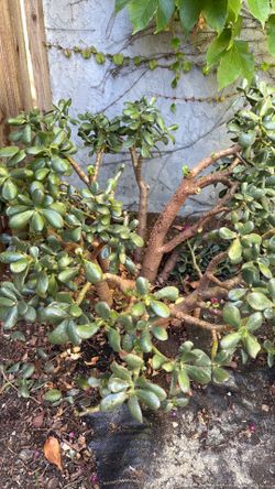 Free jade cuttings