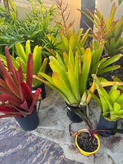 Bromeliads Tropical Plants