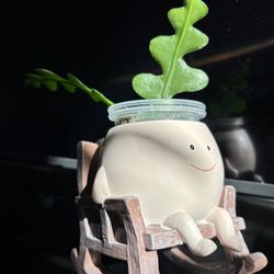 Epiphillum Anguliger In ceramic dripping pot