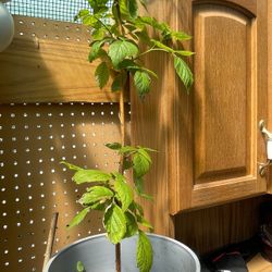 Raspberry Plant