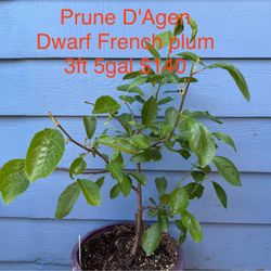 prune d'agen french plum tree