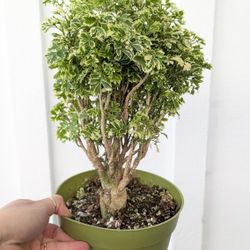 Aralia Ming Gold Stump Plant 6" Pot - Indoor House Plants 