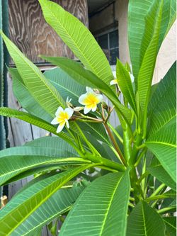Beautiful Rooted Plumeria!