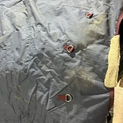 Horse Blanketed