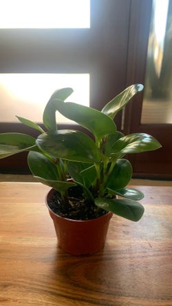 Pepperoni plant