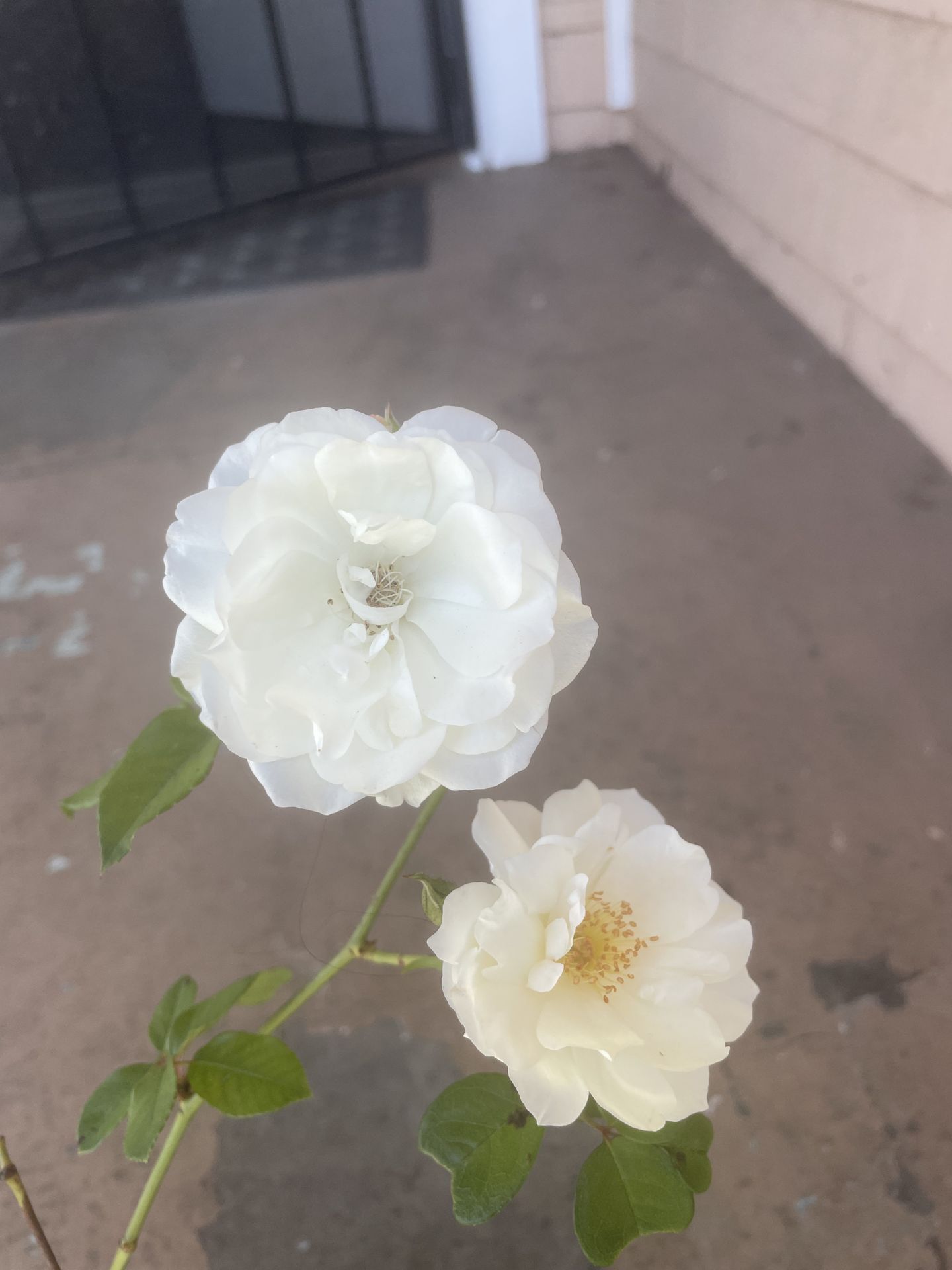 White Rose Plant
