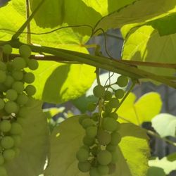 Small Grapes Vine 