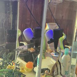 20 Gallons Fish Tank With Fish & Accessories