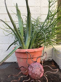 Metal pot plants