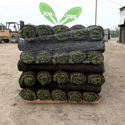 Best QUALITY Sod 