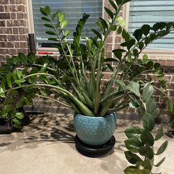 ZZ Plant And Ceramic Pot For Sale