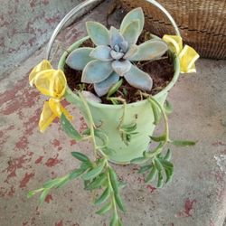 Planta Suculenta Con Banana