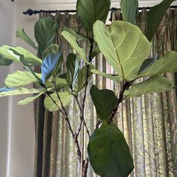 6ft+ Fiddle Leaf Plant w/ Decorative Pot