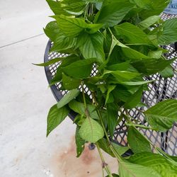 Muicle Planta Medicinal