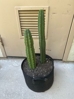 San Pedro Cactus, 5 gallon pot