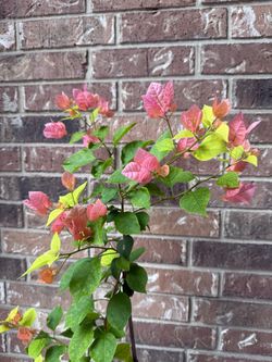 Bougainvillea plant pink orange flowers blooming