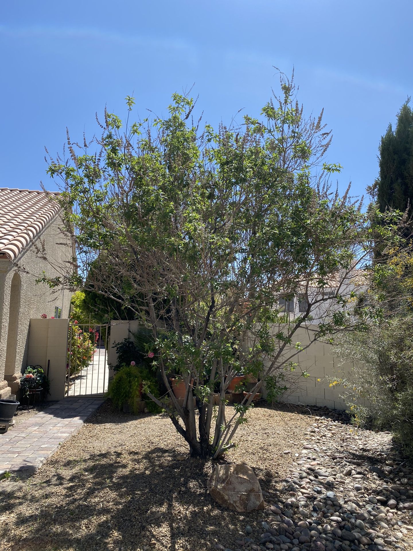 Outdoor trees and plants for Sale in North Las Vegas, NV OfferUp