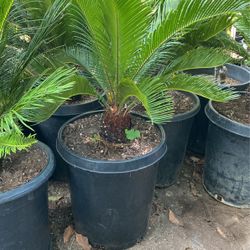 Sago Palm $$95 Each