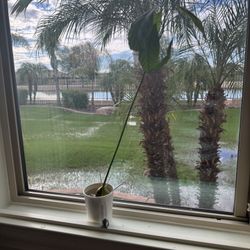 Avocado Plant