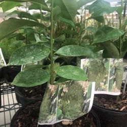 Soursop Graviola Guanabana Annona Muricata 1 Gallon Seedling Plant Tree Fully Grown