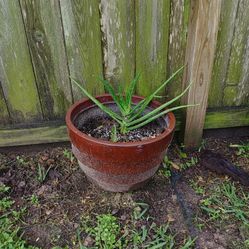 Aloe Vera Plant