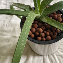 Aloe Vera For Home