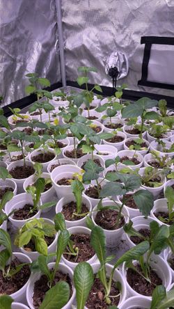 Variety of plants