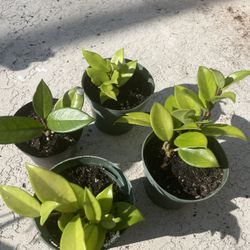 Hoya Plants All 4 
