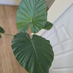 Elephant Ears 