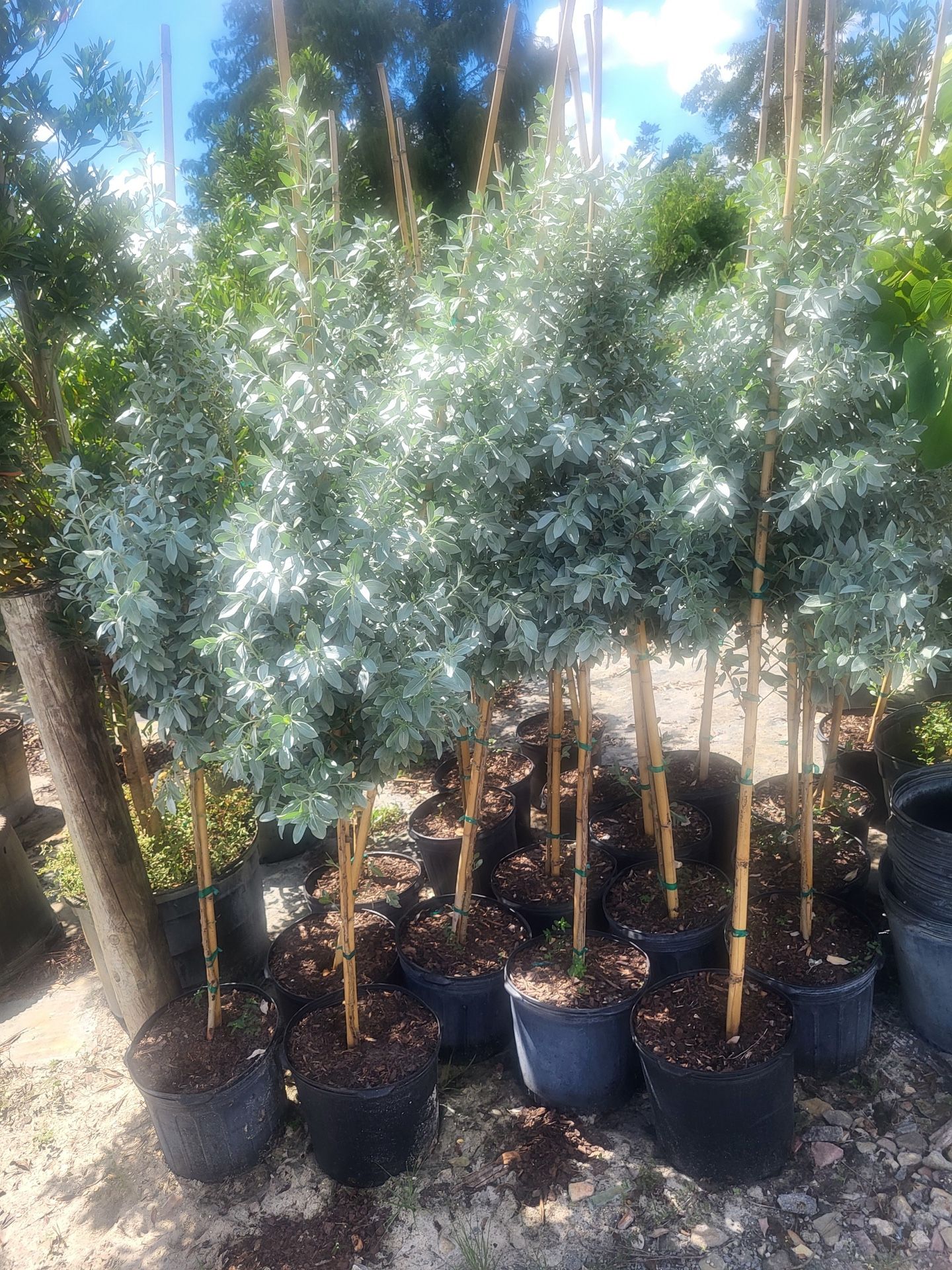 Silver Buttonwood Standard Trees 7g