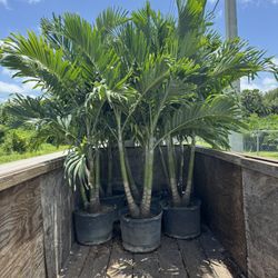 Palms Adonidia 25 Gallons Installed And Delivered