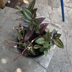Planta