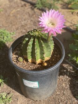 Echinopsis subdenudata (Night blooming easter lily cactus)