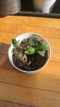 Chikoo plant